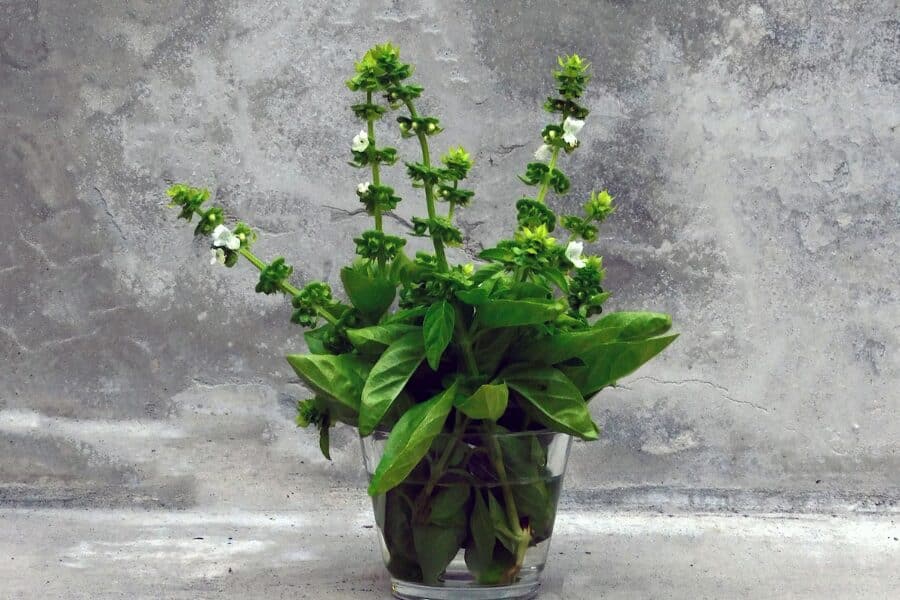 Basil Flowers 101: Gardening Tips