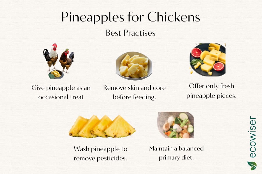 Best Practices for Feeding Pineapple to Chickens