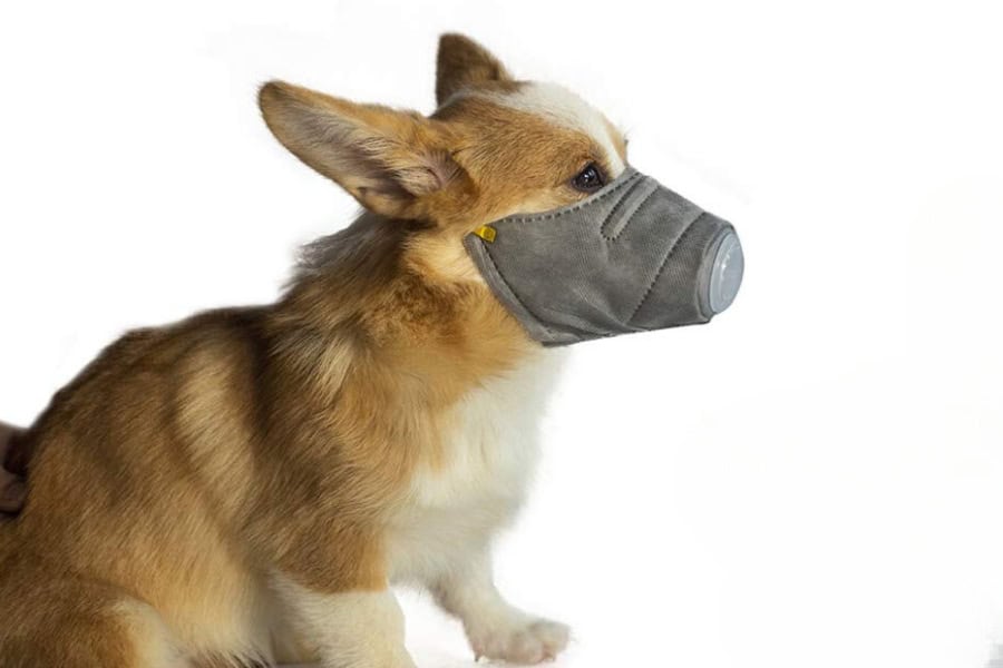 alternative dog cones - Face Mask dog