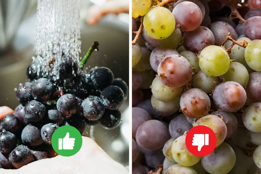 Best Practices for Feeding Grapes to Chickens