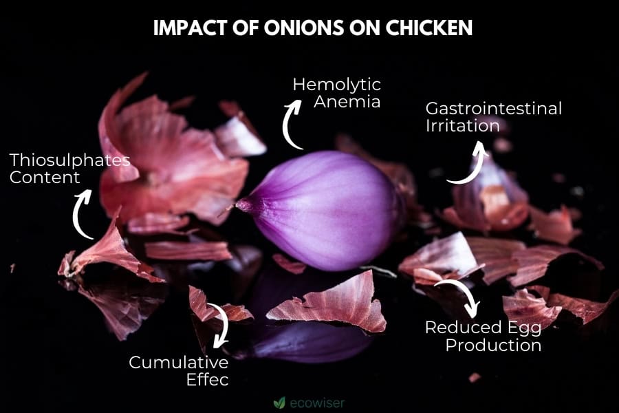 Why Are Onions Bad for Chickens? 