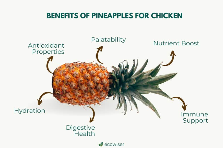 Nutritional Benefits of Pineapple for Chickens