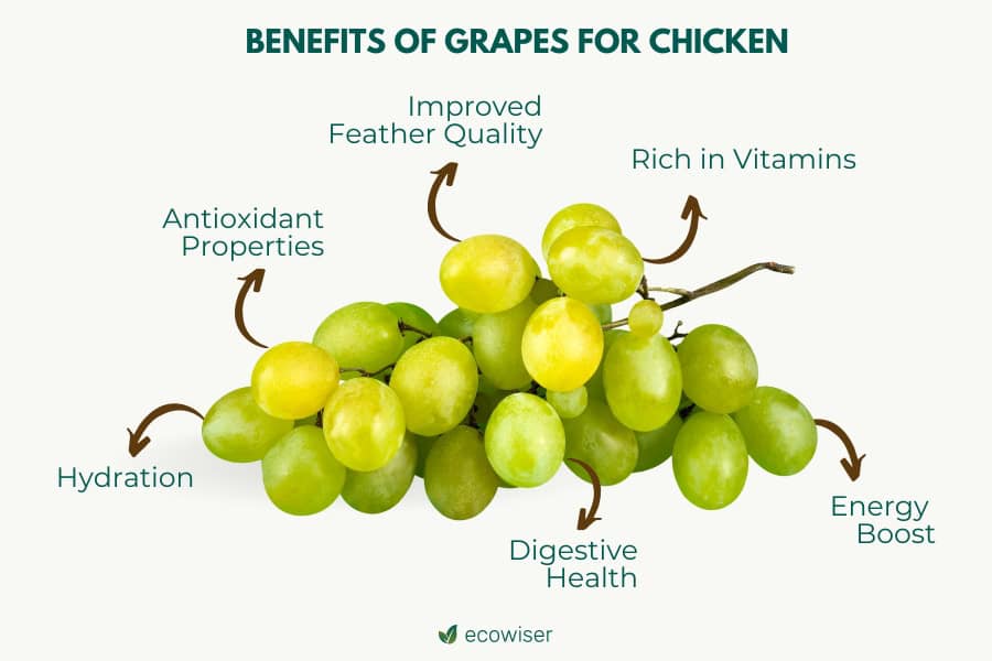 Nutritional Benefits of Grapes for Chickens