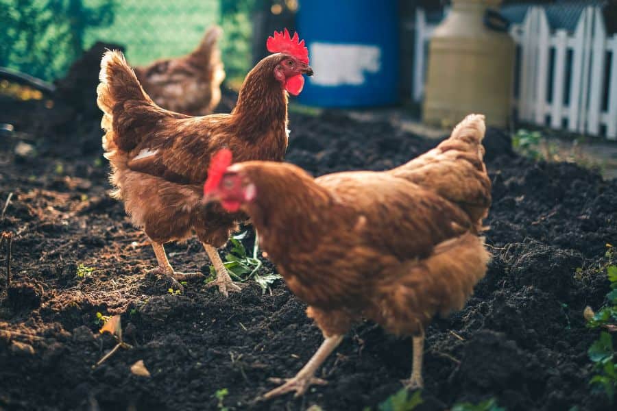 Backyard Chickens: A Sustainable Choice for Urban Living