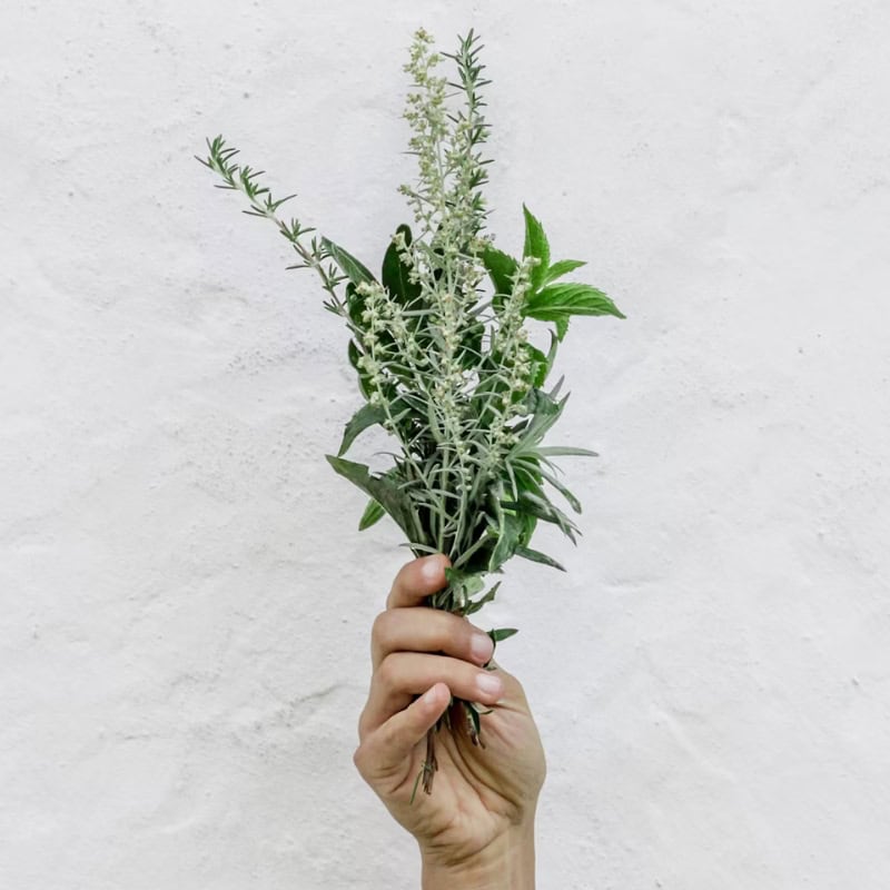 basil flowers