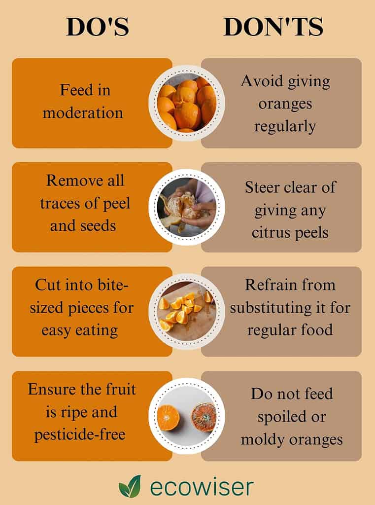 Best Practices for Feeding Oranges to Chickens