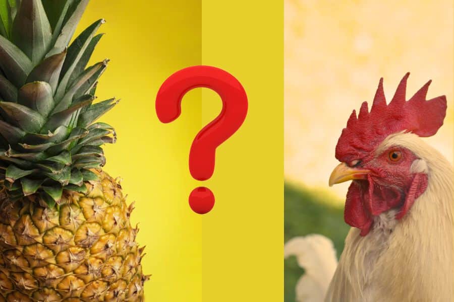 can chickens eat pineapples