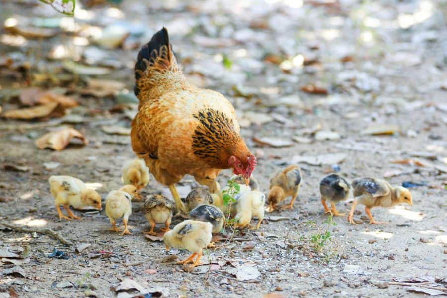 Serving Size and Frequency of Pineapple For Chickens