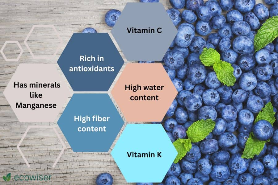 Nutritional Benefits of Blueberries for Chickens