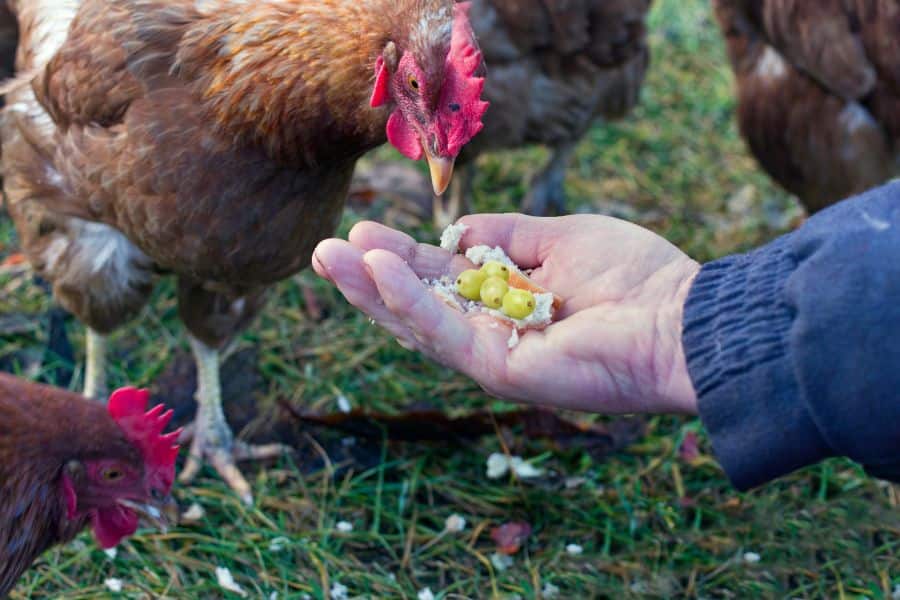 can chickens eat grapes