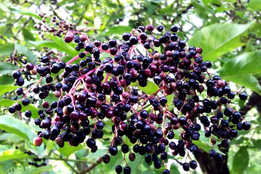 What Are Elderberries? 