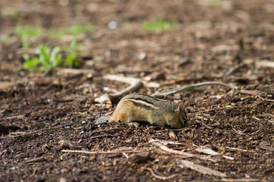 Understanding the Chipmunk Problem