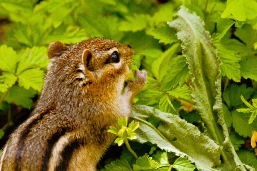 Plants that Repel Chipmunks