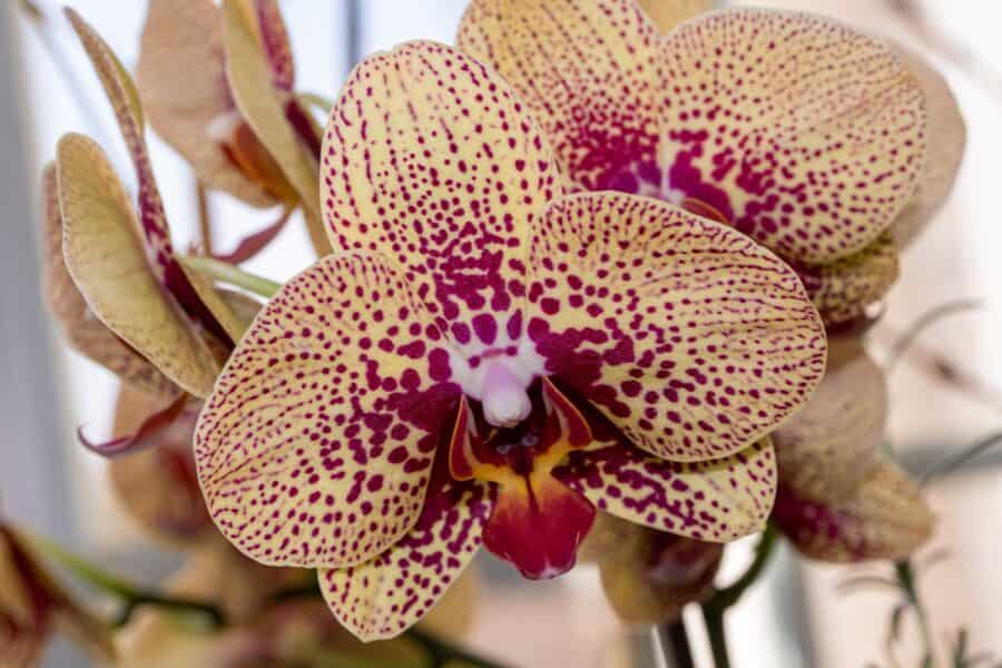 Moth Orchid