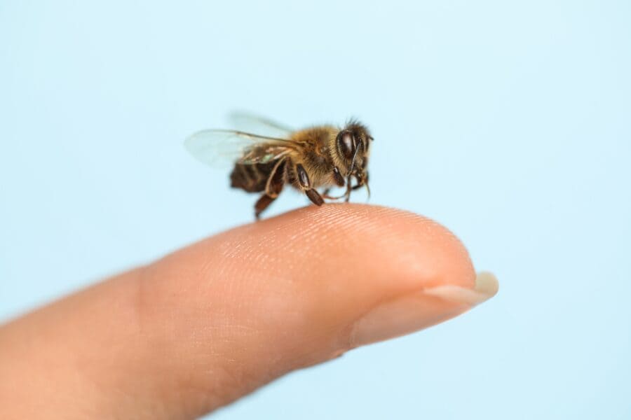 Safety Tips for Using Bee Repellents