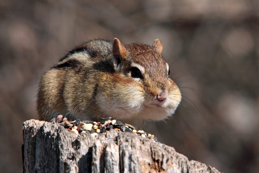 Protecting Biodiversity