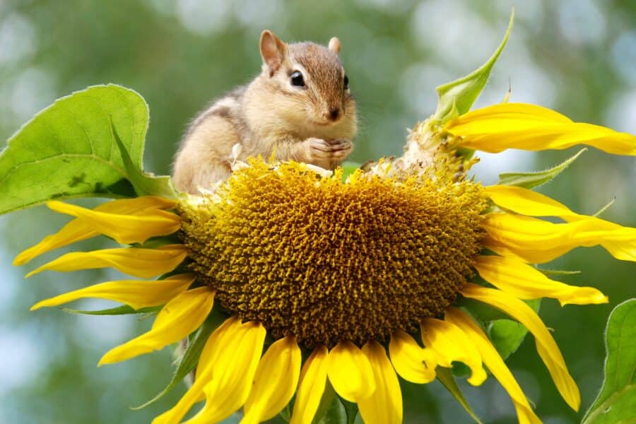 5 Effective Chipmunk Repellents for Your Garden: Natural & Homemade Solutions