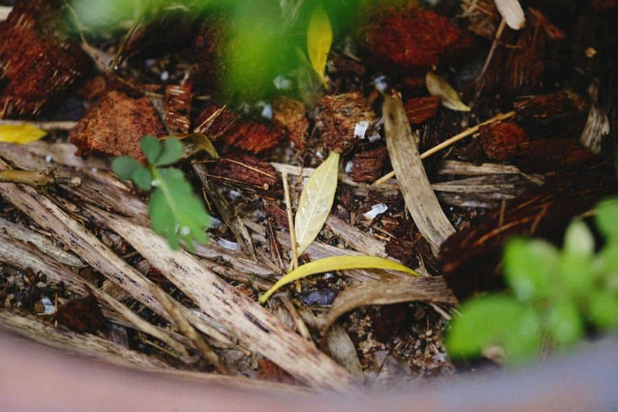 Biodegradable vs. compostable