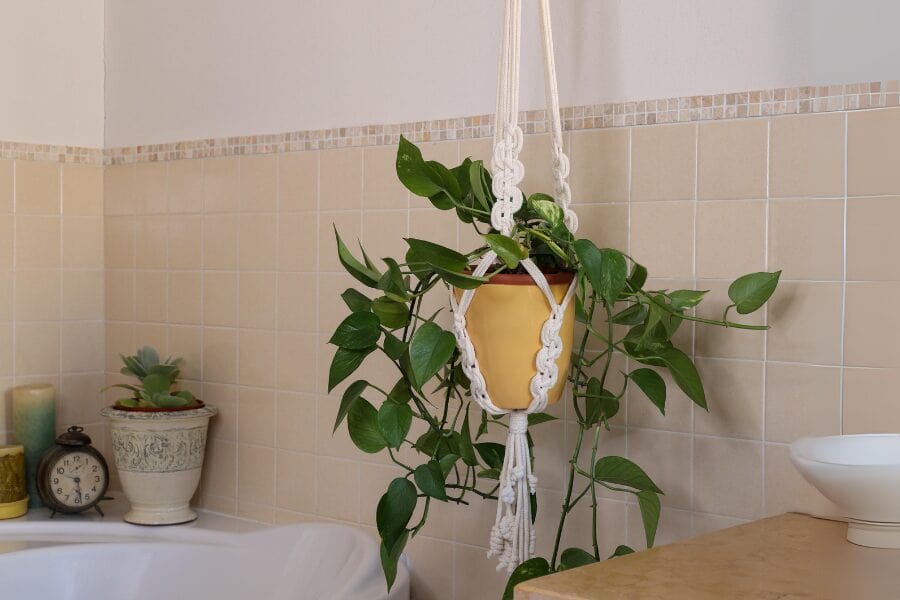 bathroom plants