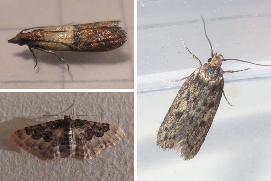 Tips for Choosing the Best Moth Traps