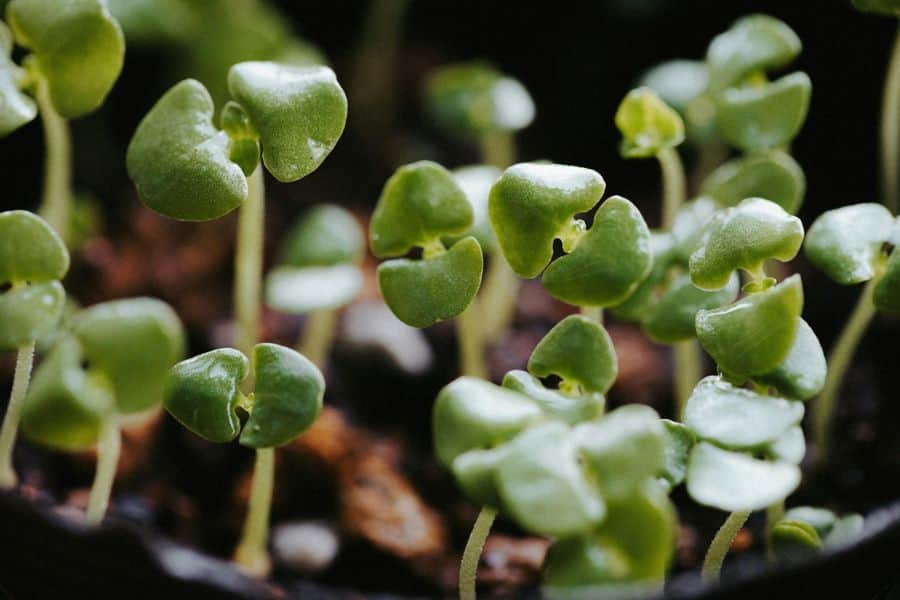 What are Sunflower Sprouts?