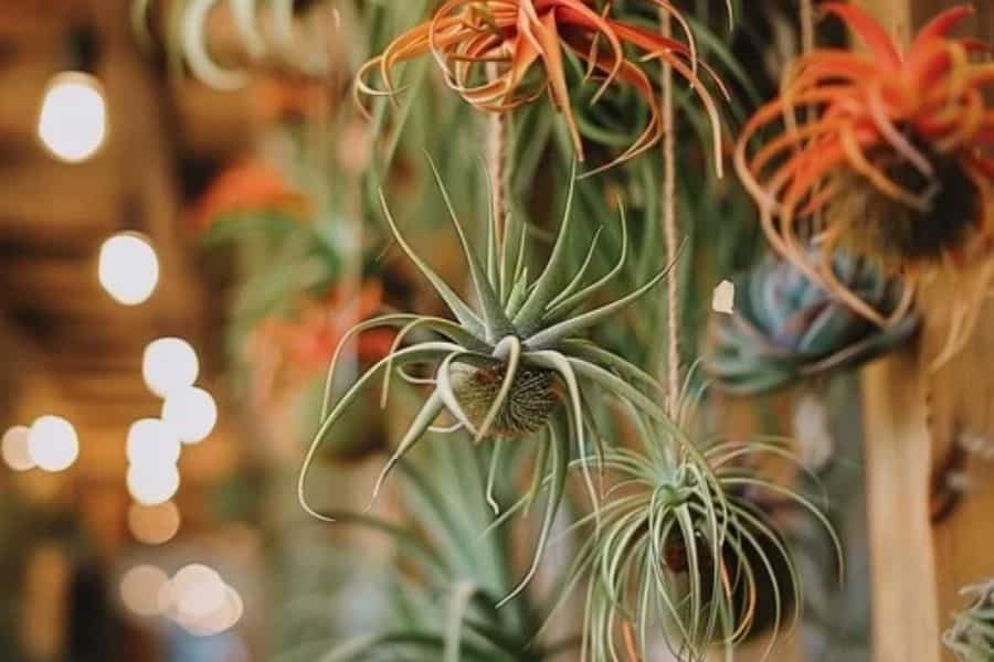 Air Plants (Tillandsia spp.)