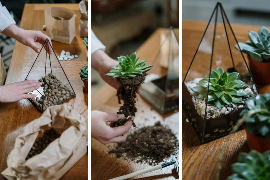 Tips for Good Terrarium Keeping