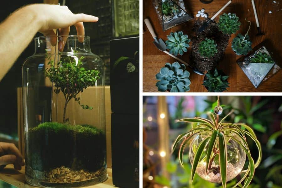 How To Select The Best Terrarium Plants?