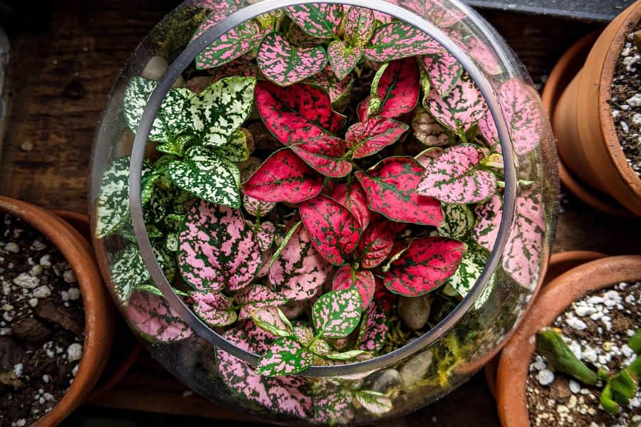 Polka Dot Plant (Hypoestes phyllostachya)