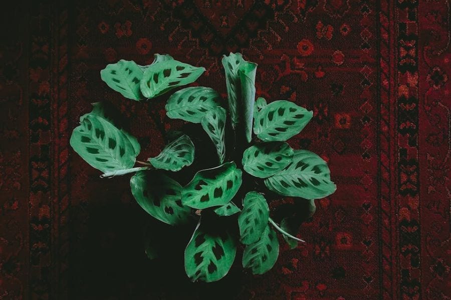 Prayer Plant (Maranta leuconeura)