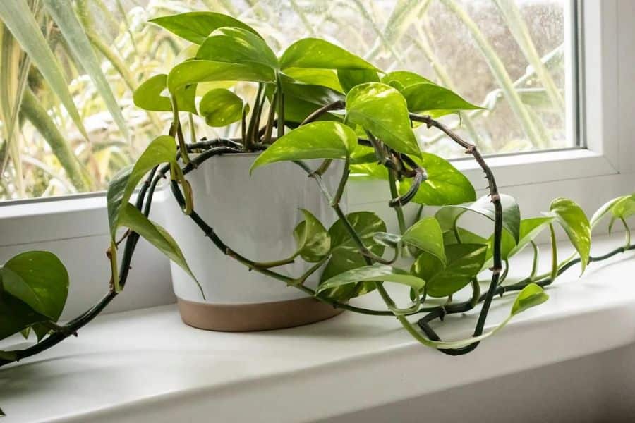 Pothos (Epipremnum aureum)