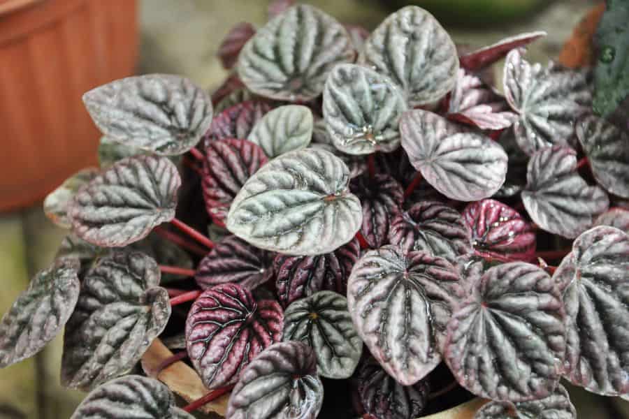 Ripple Plant (Peperomia caperata)