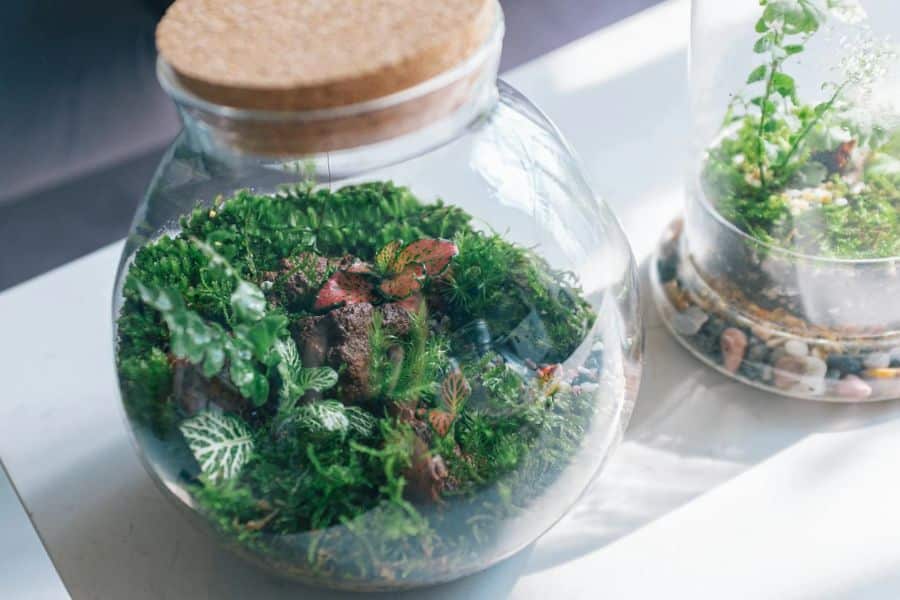 Terrarium And Its Types