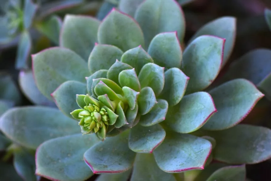 Echeveria