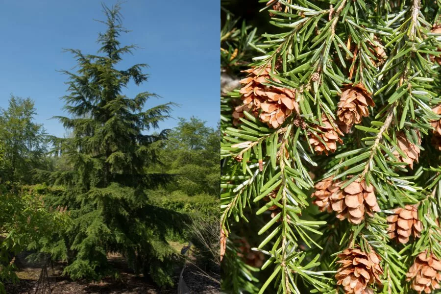 What Are Hemlock Trees?