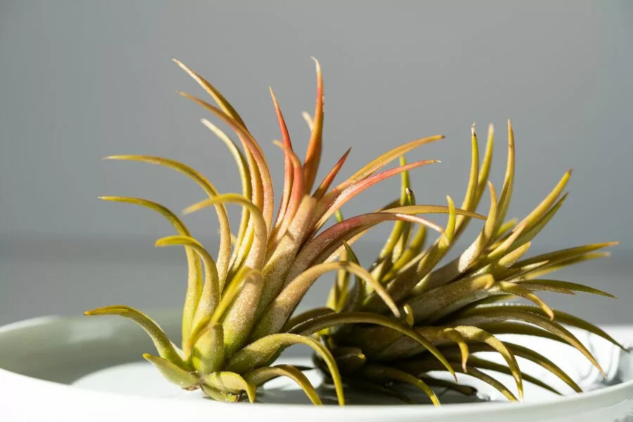 Why Air Plants Should Be Your Home’s New Best Friend