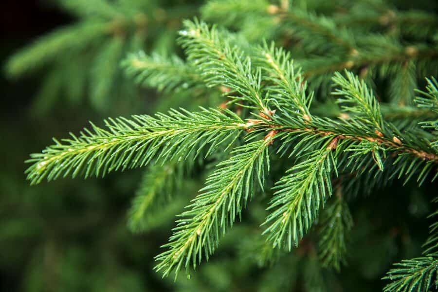 How to Identify Spruce Trees