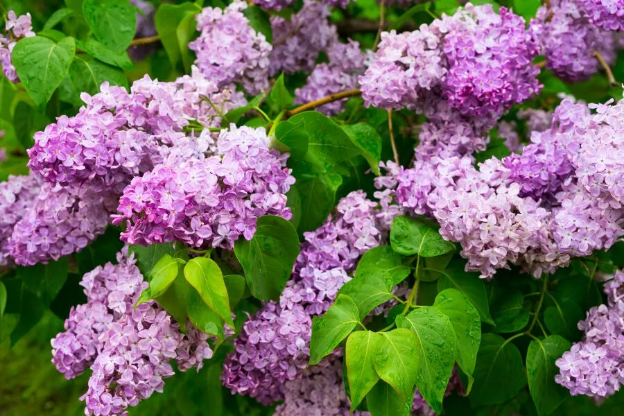 How is a Lilac Bush Different from Other Plants?