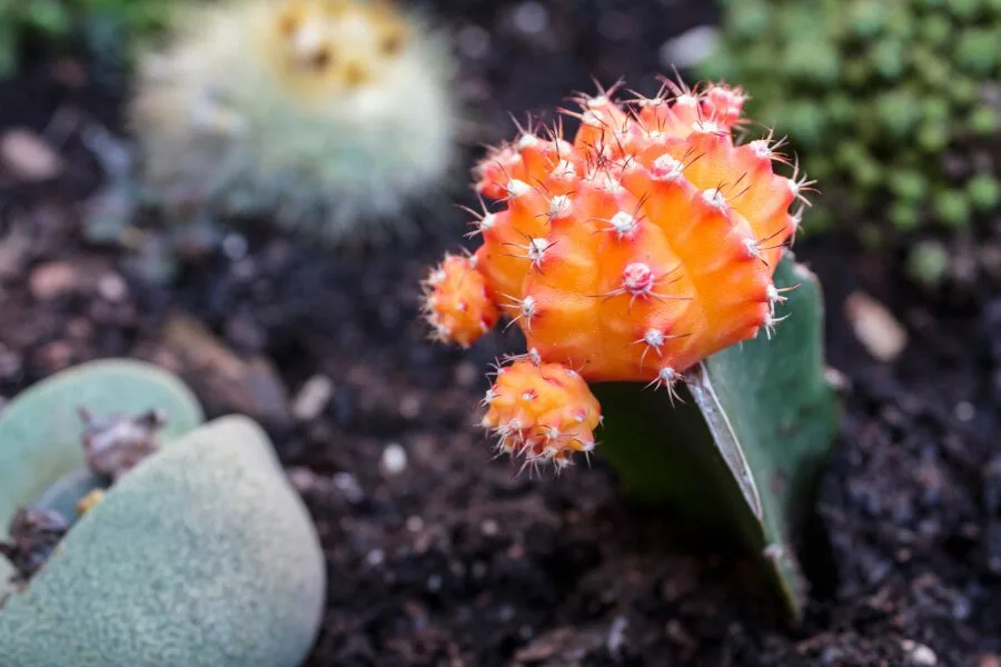 Gymnocalycium Mihanovichii