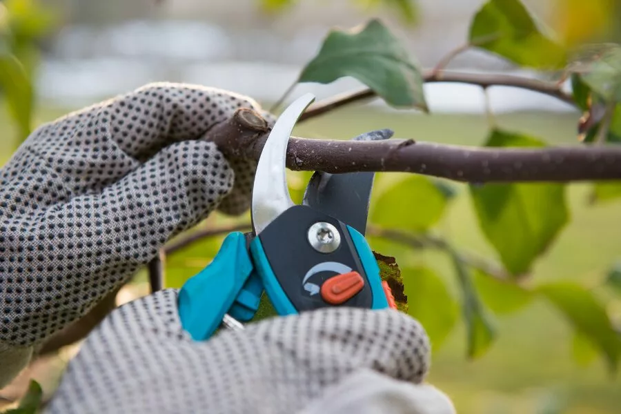 Tools and Tips for Pruning Lilac Bushes