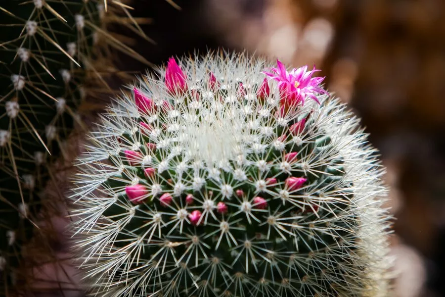 Mammillaria