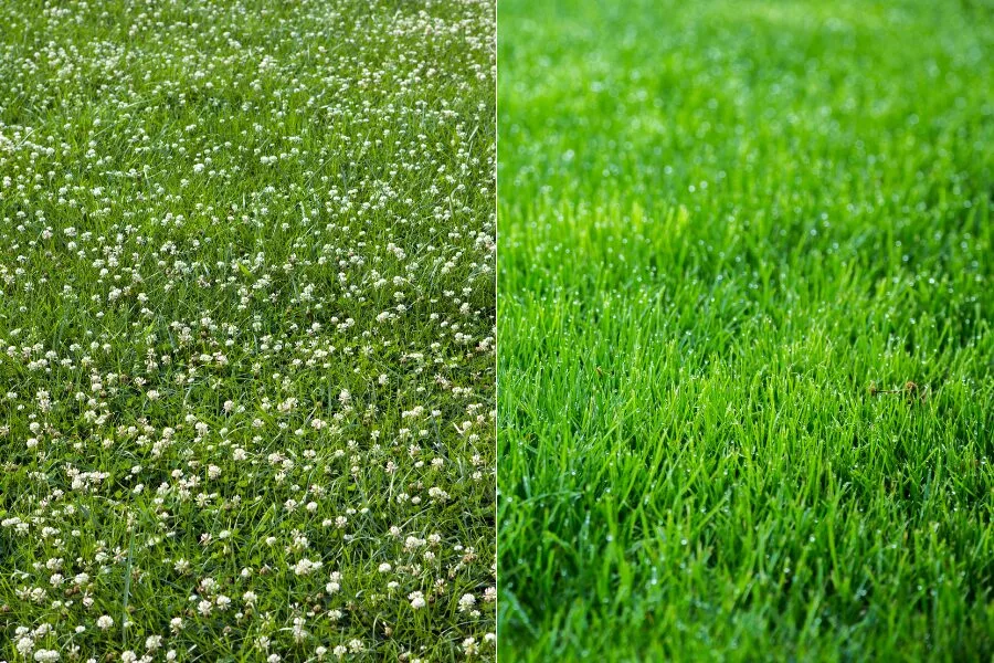 Clover Lawn vs. Grass Lawn