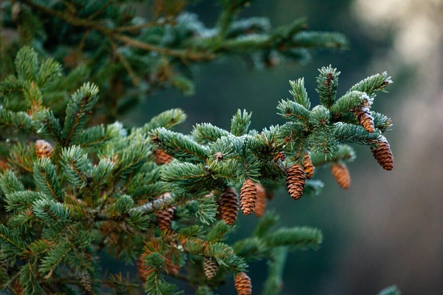 How to Forage Spruce Trees