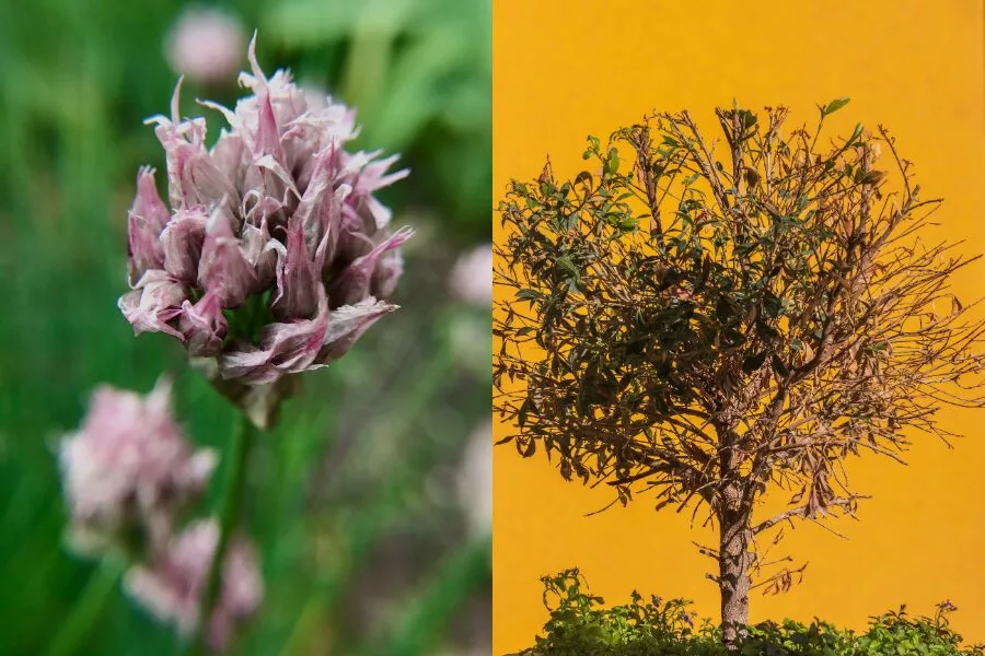 Environmental Challenges for Lilac Bushes