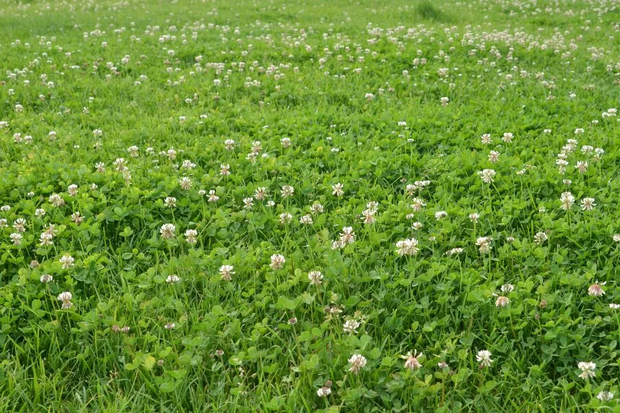 Pros of Clover Lawns