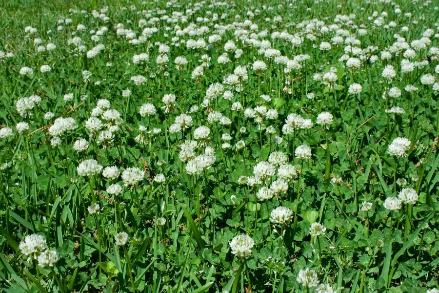 How to Plant and Grow Clover Lawns: Easy, Eco-Friendly Guide