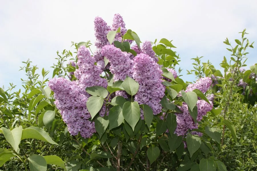 Lilac Bushes: A Comprehensive Guide to Growing, Care and Maintenance