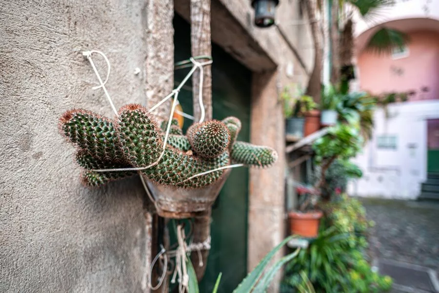 Wall-Mounted Hangers