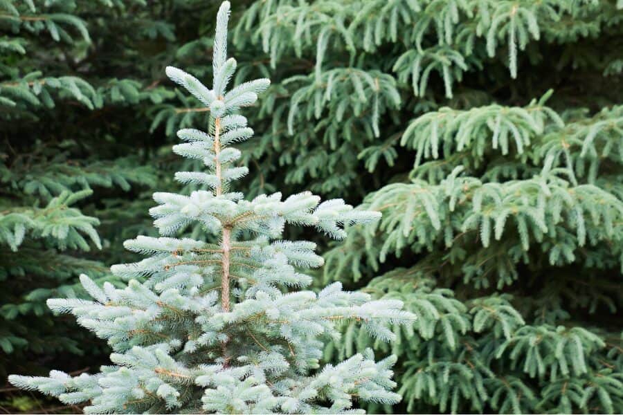 Spruce Trees: Identification, Benefits, and 3 Uses | A Complete Guide