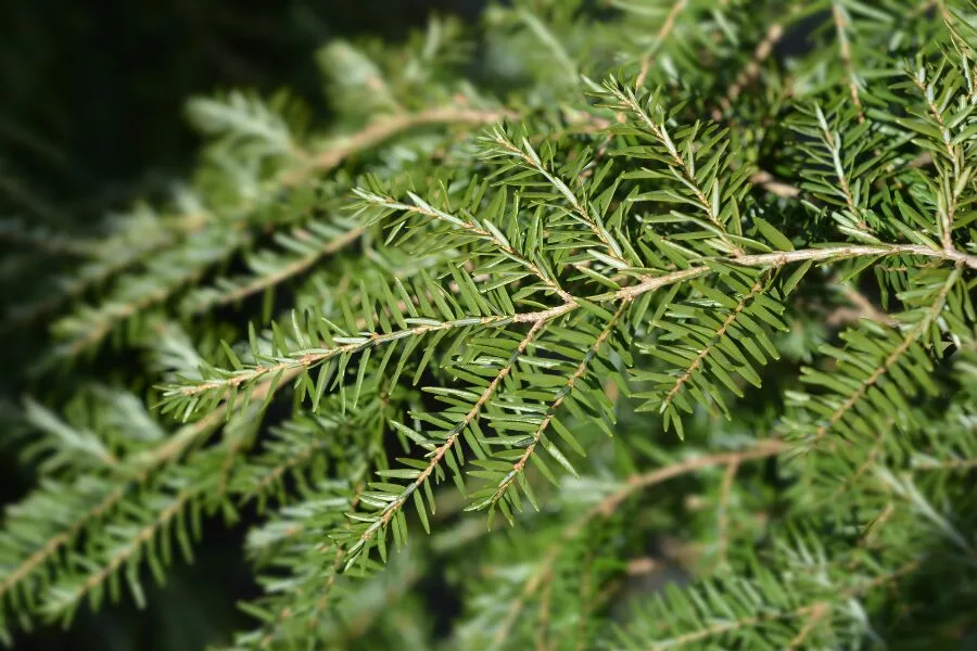 Eastern Hemlock (